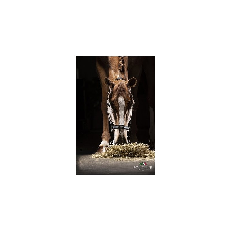 Equiline Capezza Timmy