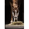 Equiline Capezza Timmy