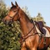 Acavallo Pettorale pelle di vitello cinque punti di attacco - Testa di moro