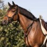 Acavallo Martingala pelle con collare - Nero