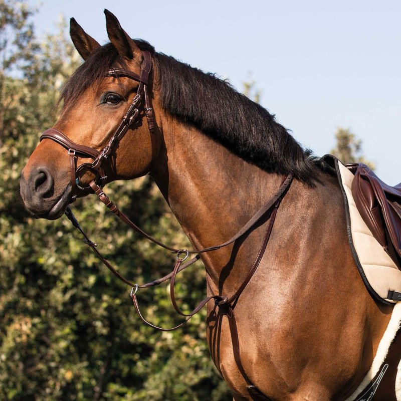 Acavallo Martingala pelle con collare - Testa di moro
