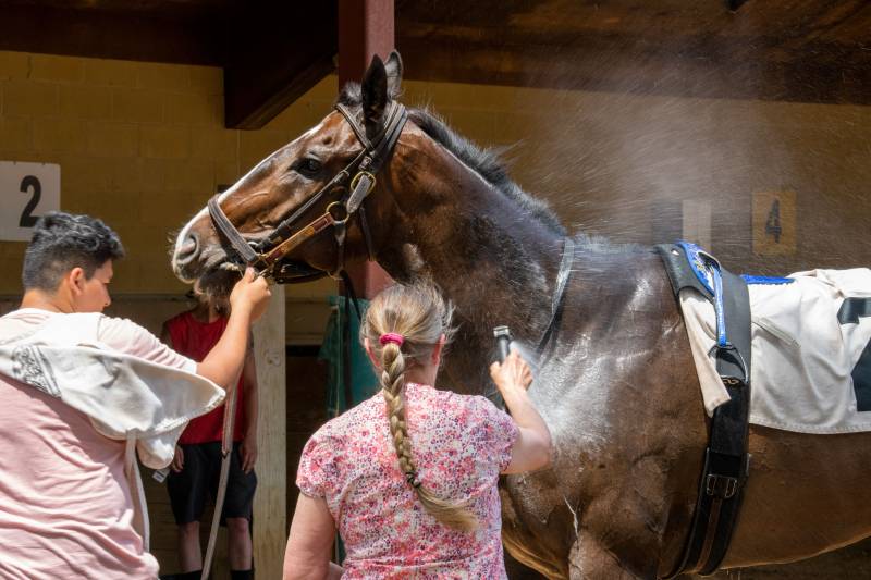 Cavallo rinfrescato con acqua dopo il lavoro