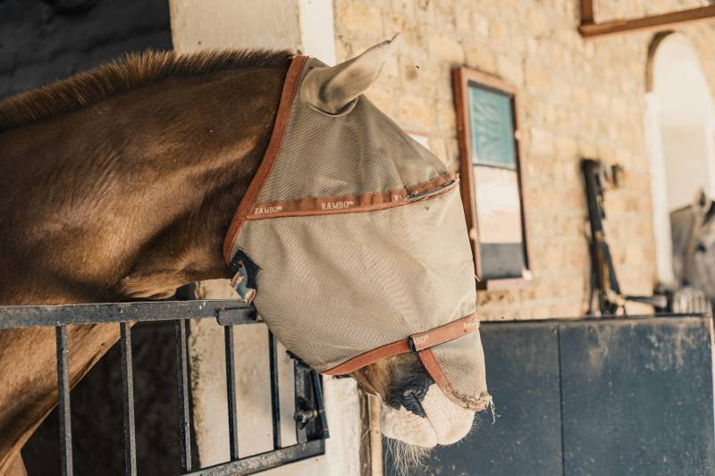 Cavallo con maschera antimosche