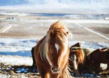 Il cavallo Shetland