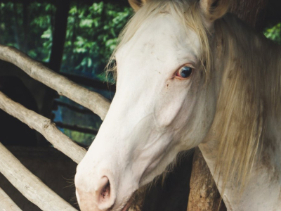 Cavallo Albino: Caratteristiche e Cura del Cavallo American White