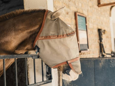 Mosche, tafani e moscerini: come proteggere cavallo e scuderia
